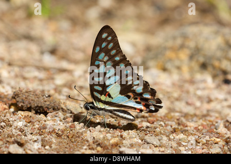 Die gemeinsame Jay, Graphium Doson Evemonides. Stockfoto