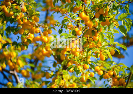 Mirabellen am Baum Stockfoto