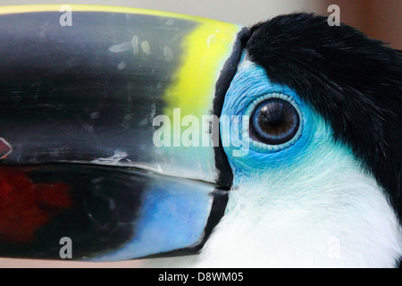 Porträt von Toucan bei Kobe Kachoen hautnah Stockfoto