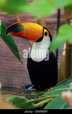 Porträt von Toucan bei Kobe Kachoen hautnah Stockfoto