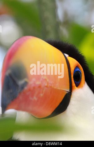 Porträt von Toucan bei Kobe Kachoen hautnah Stockfoto