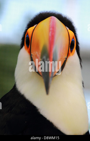 Porträt von Toucan bei Kobe Kachoen hautnah Stockfoto