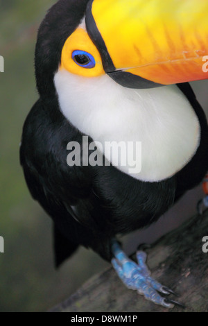 Porträt von Toucan bei Kobe Kachoen hautnah Stockfoto