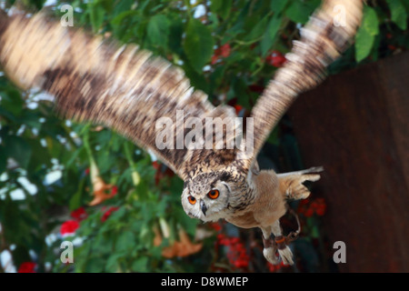 Eurasische Adler-Eule (Bubo Bubo) im Flug Stockfoto