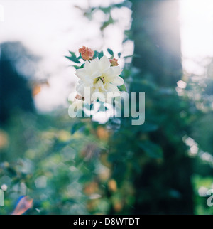 Eine weiße Rose auf einem Rose Busch, close-up. Stockfoto