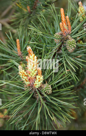 Aleppo-Kiefer Kegel Pinus halepensis Stockfoto