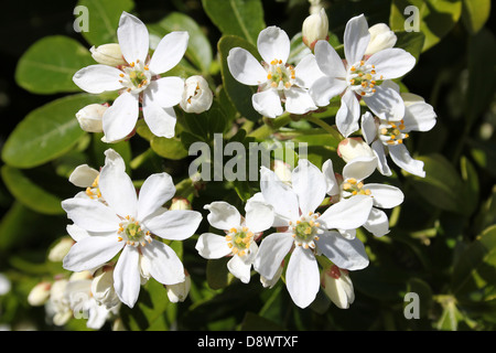 Mexikanische Orange Blossom Choisya ternata Stockfoto