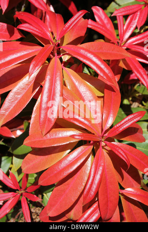 Rotes Laub des Himalaya Pieris Pieris Formosa 'Forrestii' Stockfoto