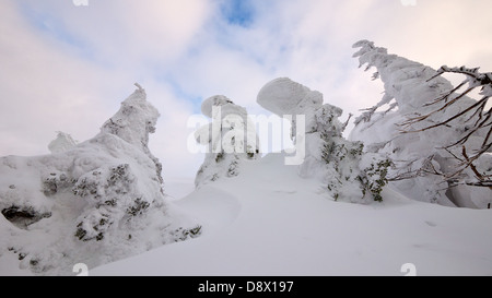 Schneebedeckte Bäume oben auf Mount Zao im Zao Ski Resort. Jeden Winter wird das Hotel bei Skifahrern und Besucher voll. Stockfoto