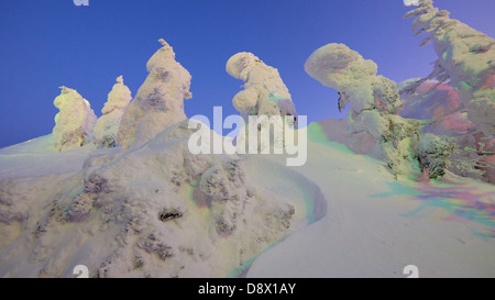 Schneebedeckte Bäume oben auf Mount Zao im Zao Ski Resort. Jeden Winter wird das Hotel bei Skifahrern und Besucher voll. Stockfoto