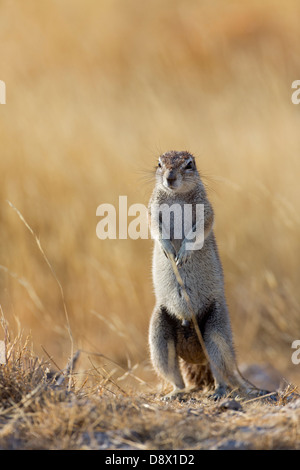 Kap-Borstenhörnchen, Kap-Borstenhörnchen Xerus inauris Stockfoto