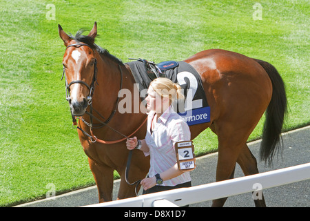 Justiz-Tag in den Parade-Ring vor einem Rennen in Ascot Stockfoto