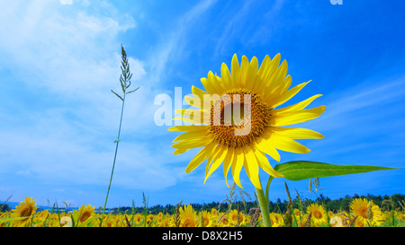 Große gelbe Sonnenblumen in voller Blüte stehen, groß und hell unter der heißen Sommersonne Stockfoto