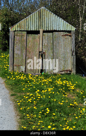 Alten Schuppen mit einem Teppich aus Löwenzahn Blumen davor an einem sonnigen Frühlingstag. Stockfoto