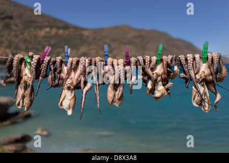 Octopus auf Linie heraus hängen vor der Kulisse des Meeres in Kreta Griechenland zu trocknen Stockfoto