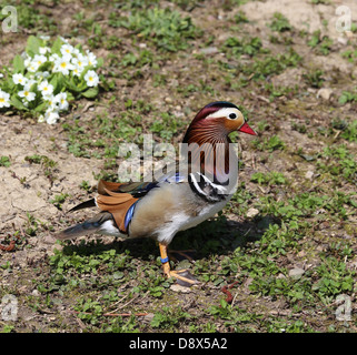 Mandarin Duck, Männlich Stockfoto