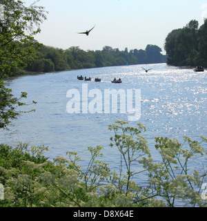 Sommer auf der Themse in Richmond, Surrey Stockfoto