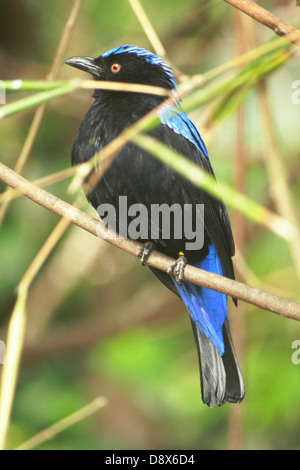 Männliche asiatische Märchen-Bluebird, Irena puella Stockfoto