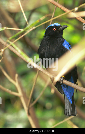 Männliche asiatische Märchen-Bluebird, Irena puella Stockfoto