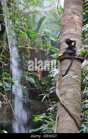 Rothändige Tamarin Affe auf Baum Dallas Aquarium, Texas, USA Stockfoto