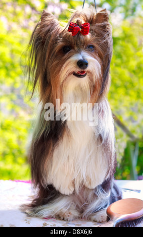 Biewer Yorkshire Terrier rot und Schwarz steht auf den Hinterbeinen Stockfoto