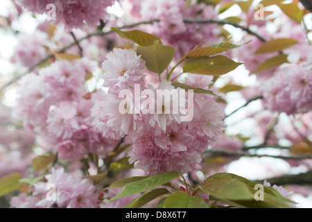 Kirschblüte im Mai Stockfoto