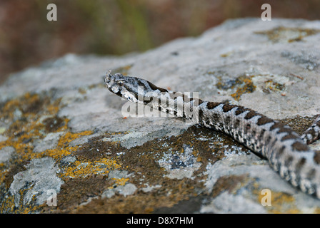 Eine Hornotter Schlange auf einem Felsen Stockfoto