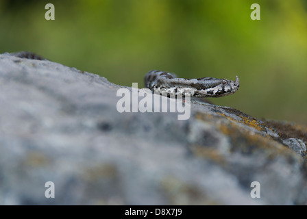 Eine Hornotter auf einem Felsen Stockfoto