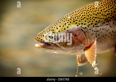 Regenbogenforelle gefangen Fliegenfischen Stockfoto