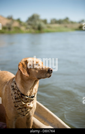 Gelben Labrador Retriever mit Schal um den Hals stehen in einem Boot auf den North Platte River in Wyoming Stockfoto