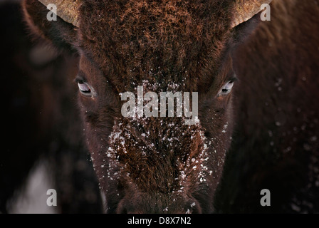 Nahaufnahme eines amerikanischen Bison oder Büffel im Schnee Stockfoto