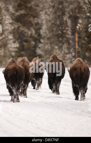 Herde von amerikanischen Büffel oder Bison zu Fuß durch den Schnee im Winter durch Wyoming Yellowstone-Nationalpark Stockfoto