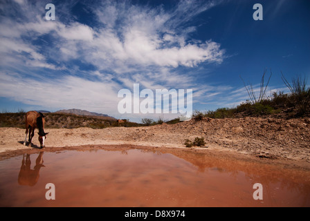 braune Pferd mit Reflexion, trinken aus einem Teich im Süden von Texas mit blauem Himmel und Wolken Stockfoto