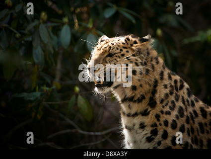 Männliche Amur-Leopard (Profil) Stockfoto