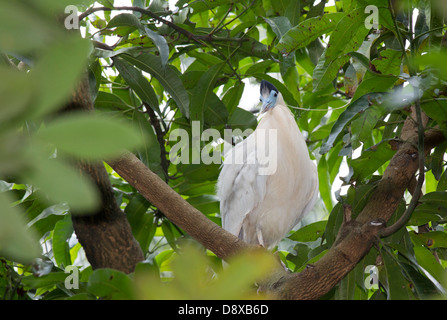 Heron, begrenzt Pilherodius Pileatus, Cali Zoo, Cali, Kolumbien Stockfoto