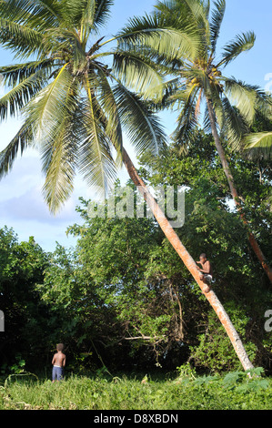 Vanuatu-Jungs Klettern Palmen für Kokosnüsse und Spaß Stockfoto
