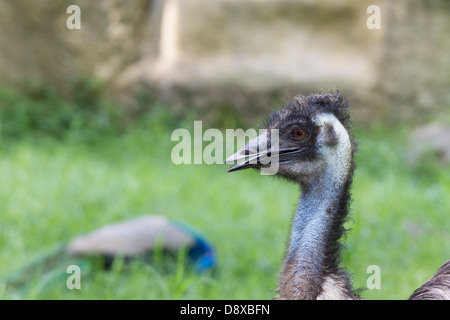 Emu, Dromaius Novaehollandiae Zoologico de Cali, Cali Zoo, Cali, Kolumbien Stockfoto