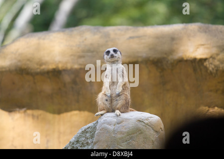 Erdmännchen oder Suricate, Suricata Suricatta Zoologico de Cali, Cali Zoo, Cali, Kolumbien Stockfoto