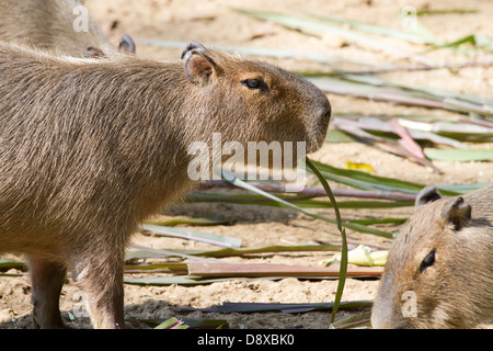 Capybara, Hydrochoerus Hydrochaeris, Zoologico de Cali, Cali Zoo, Cali, Kolumbien Stockfoto