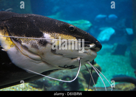 Red-Tailed Wels (Phractocephalus Hemioliopterusat) Dallas Aquarium, Texas, USA Stockfoto