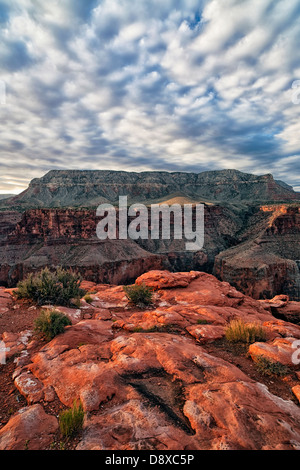 Zunächst Licht auf den North Rim an abgelegenen Toroweap Overlook in Arizona Grand Canyon National Park. Stockfoto