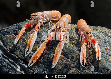 Drei Scampi oder Dublin Bay Garnelen auf Felsen am Meer. Gelandet und Schuss in der Nähe von Port Erker, Clogherhead, Louth, Irland Stockfoto