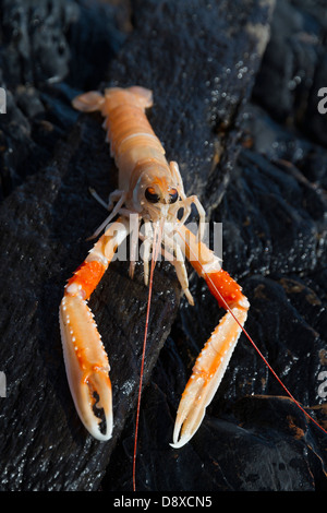 Scampi oder Dublin Bay Garnelen auf Felsen am Meer. Gelandet und Schuss in der Nähe von Port Erker, Clogherhead, Louth, Irland Stockfoto