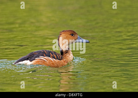 Fulvous Pfeifen-Ente Dendrocygna bicolor, Schwimmen Stockfoto