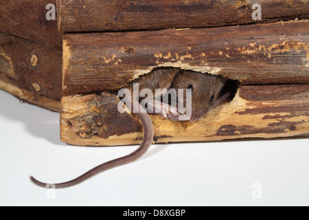 Hausmaus (Mus Musculus). Aus einem Loch im Holz entstehen. Stockfoto