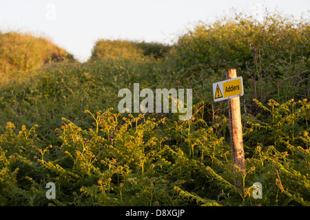 Addierer Erhaltung Zeichen in den Sanddünen am Bantham Strand, Devon, England Stockfoto