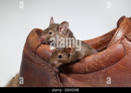 Hausmäuse (Mus Musculus). Entstehen aus einem alten Lederschuh. Stockfoto