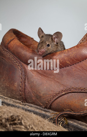 Hausmaus (Mus Musculus). Entstehen aus einem alten Lederschuh. Stockfoto