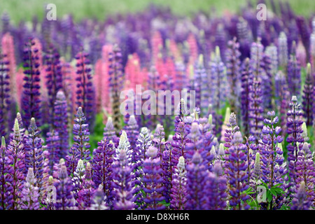 Lila Lupinen in einem Feld Stockfoto