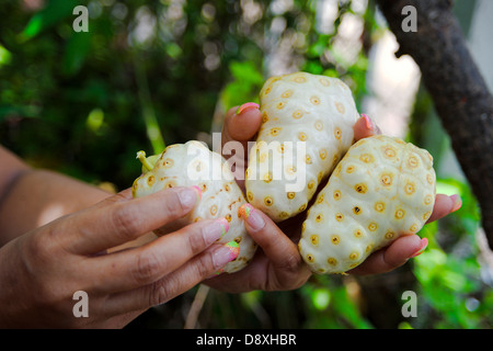 Noni-Früchten (Morinda Citrifolia) in ihren Händen hält Frau Stockfoto